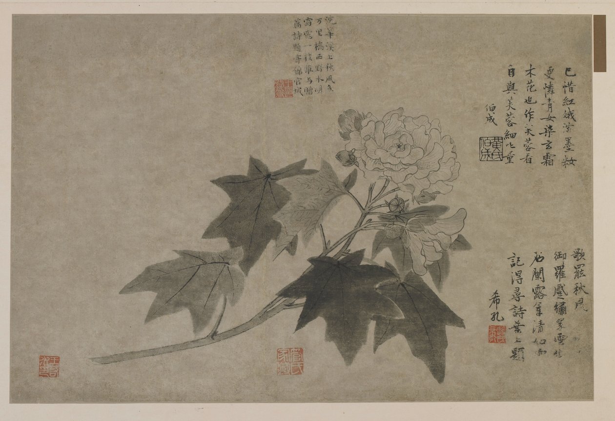 Un ramo di peonia legnosa, forse dinastia Qing da Chinese School