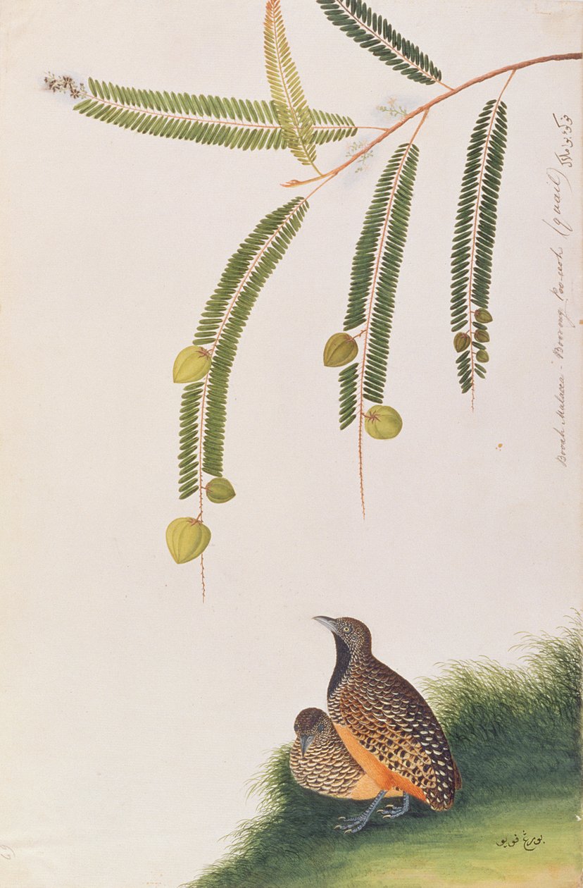 Quaglia Bottone Barrata, da Disegni di Uccelli di Malacca, c.1805-18 da Chinese School