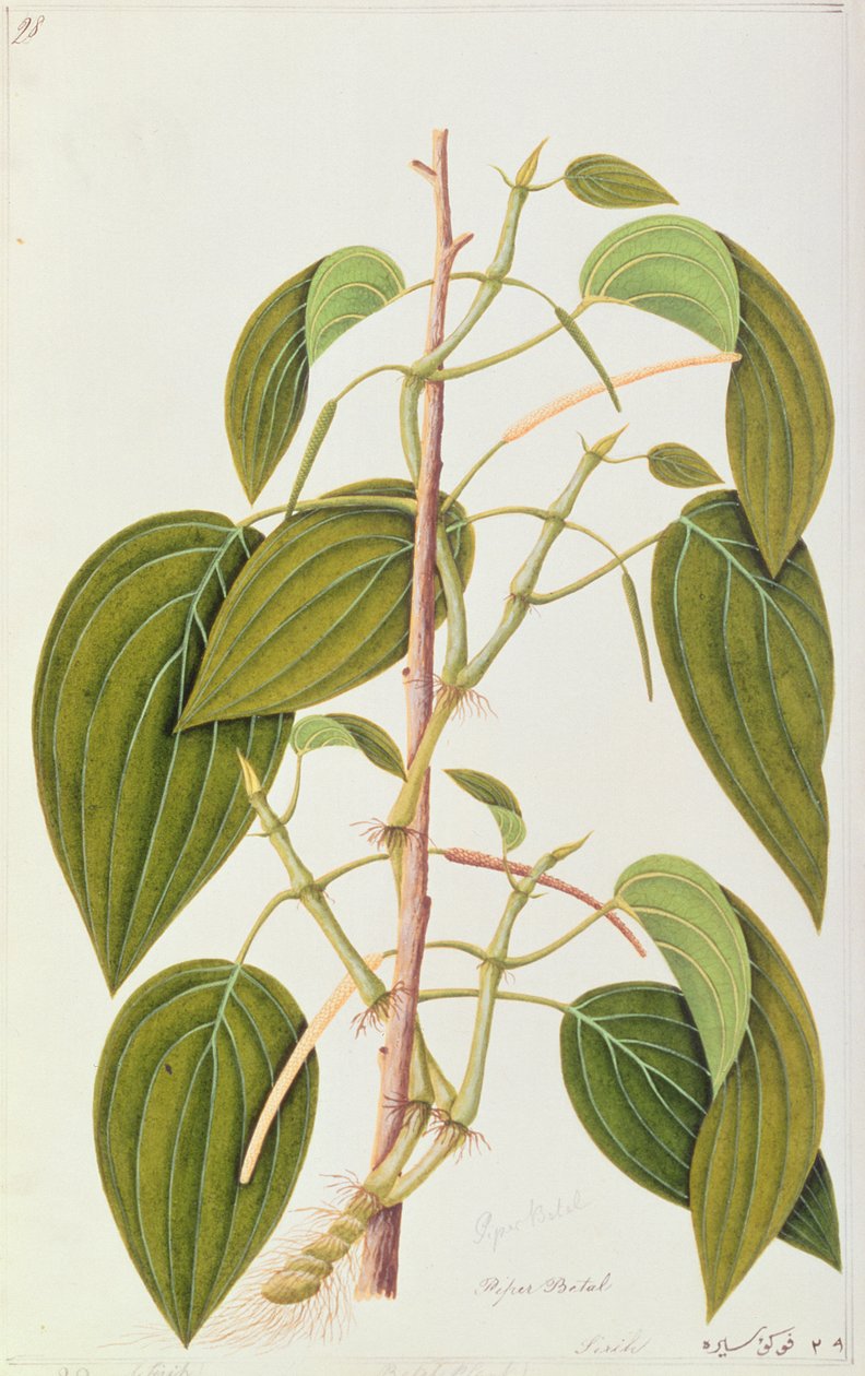 Foglia di Betel, da Cinquantacinque Disegni di Piante Medicinali di Malacca, Volume 1, c.1805-18 da Chinese School