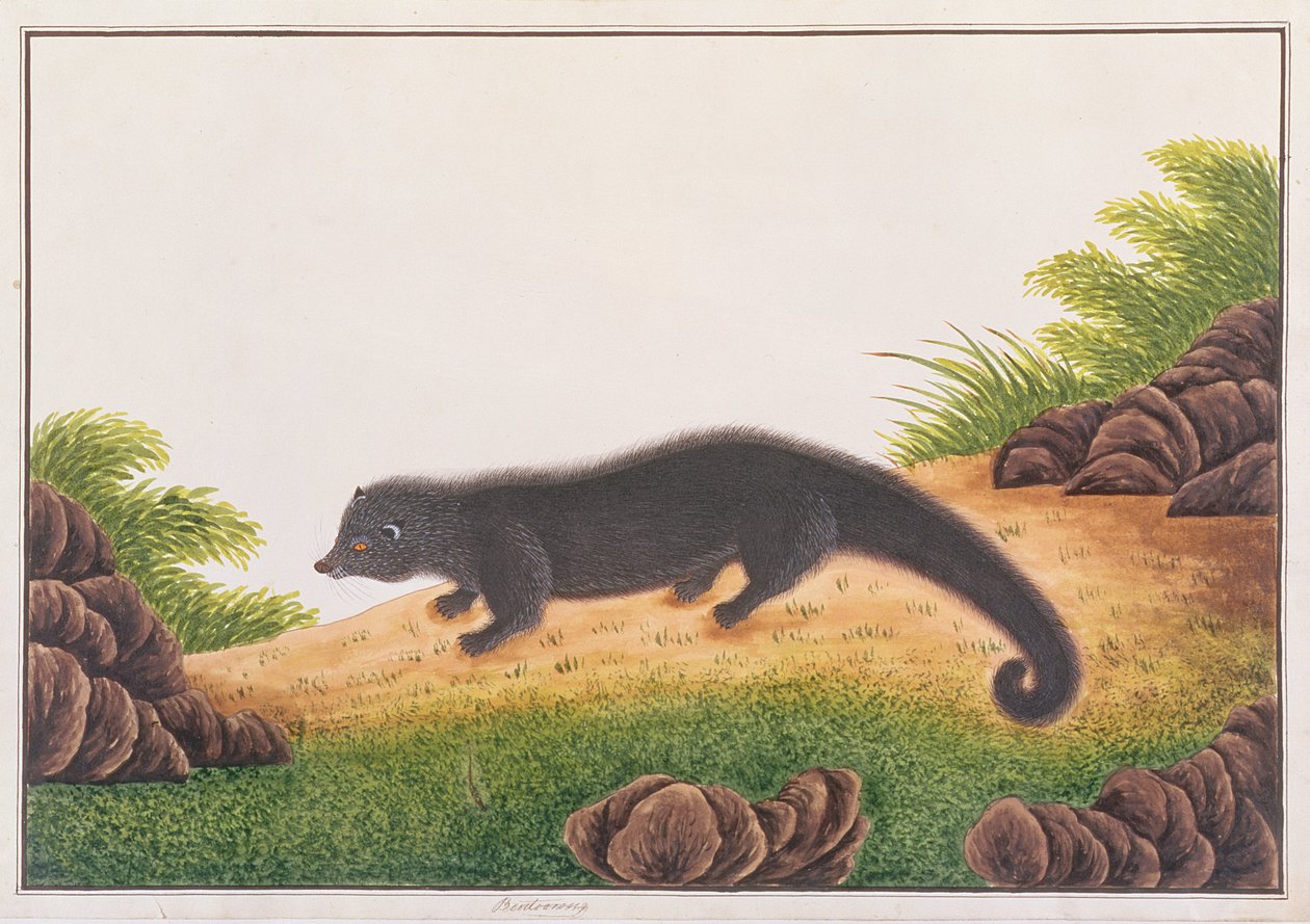 Binturong, da Disegni di Animali, Insetti e Rettili di Malacca, c.1805-18 da Chinese School