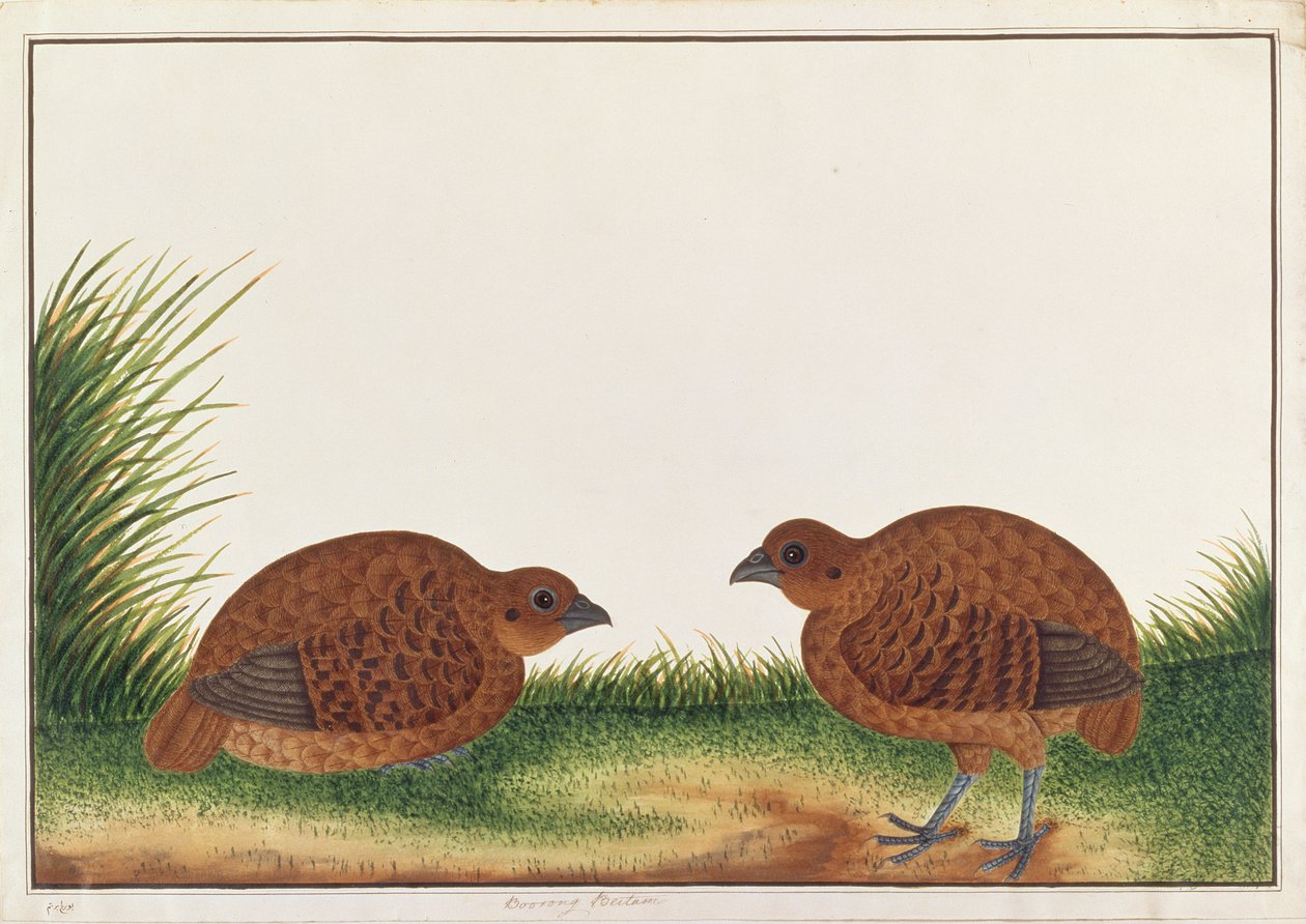 Pernice Nera, da Disegni di Uccelli di Malacca, c.1805-18 da Chinese School