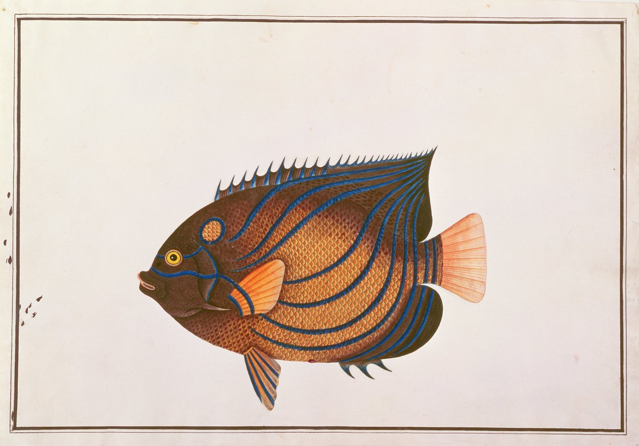 Pesce angelo dagli anelli blu, da Disegni di pesci di Malacca, c.1805-18 da Chinese School