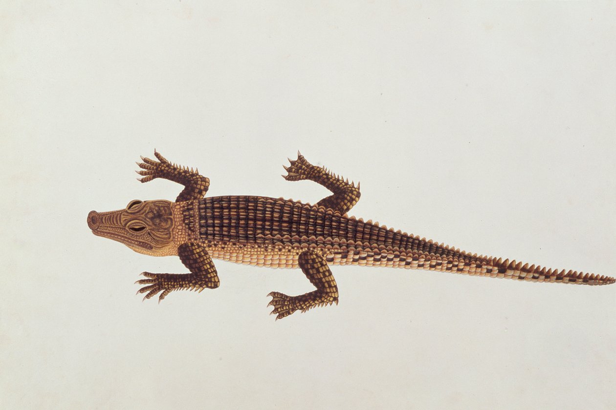 Boo-ay-ah Alligatore, da Disegni di animali, insetti e rettili di Malacca, c.1805-18 da Chinese School
