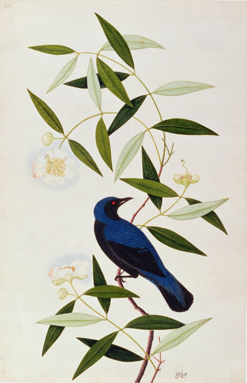Boorah Farleeh, da Disegni di uccelli di Malacca, c.1805-18 da Chinese School