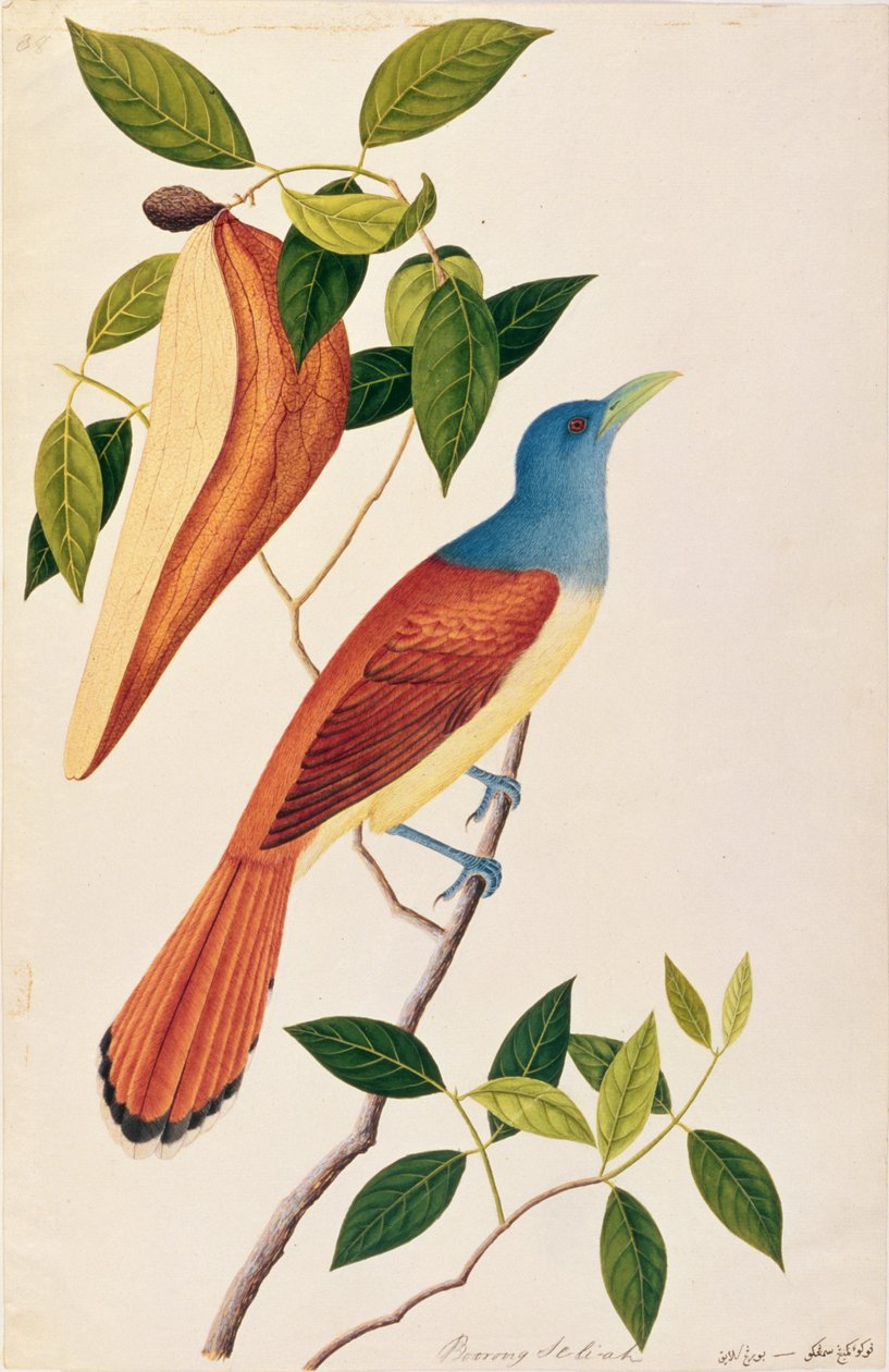 Boorong Seli-ah, da Disegni di uccelli di Malacca, c.1805-18 da Chinese School