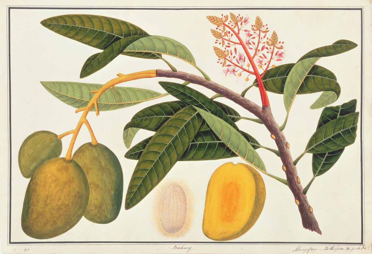 Buihang Mangifera, da Disegni di Piante di Malacca, c.1805-18 da Chinese School
