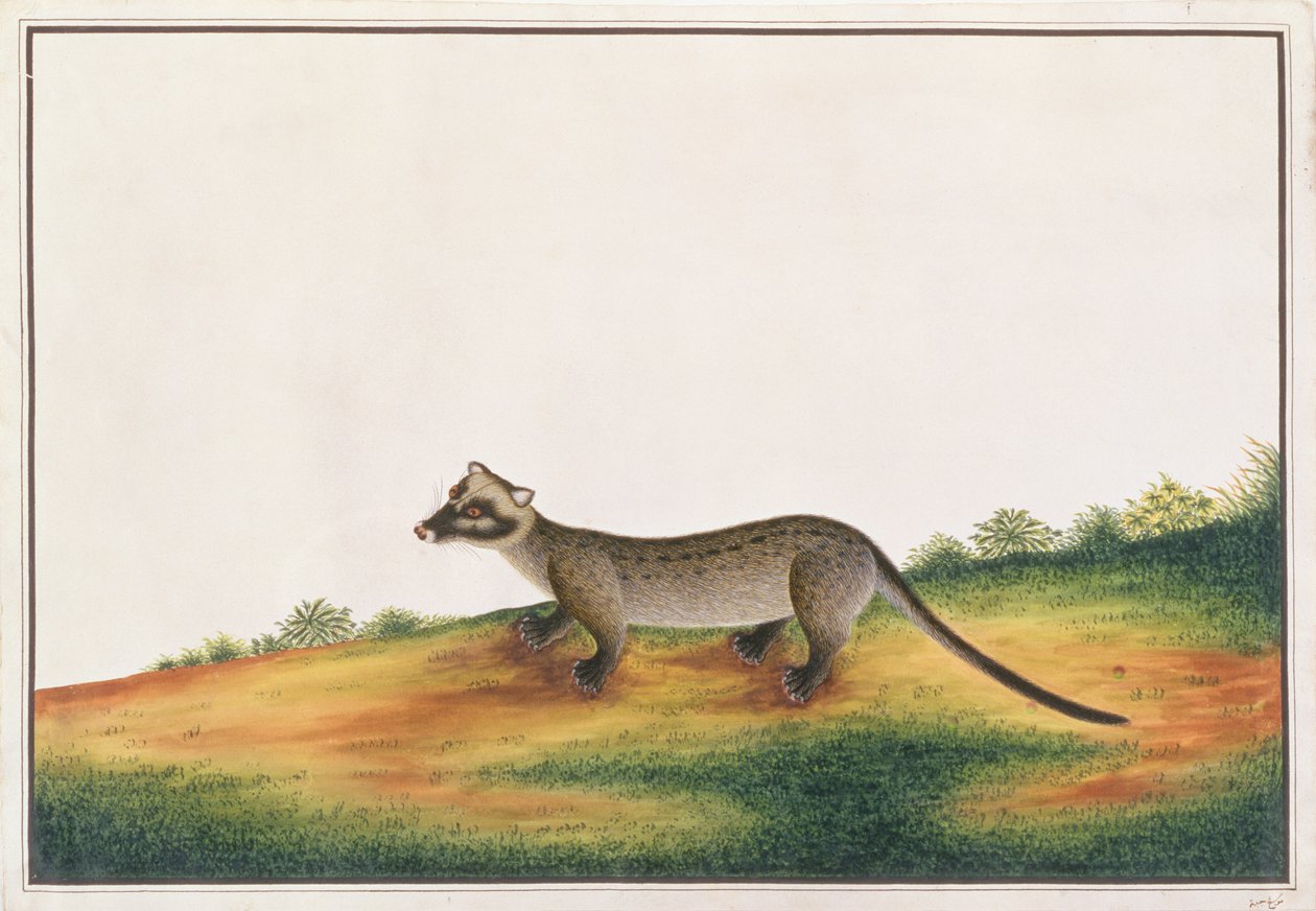 Zibetto delle palme comune, da Disegni di animali, insetti e rettili di Malacca, c.1805-18 da Chinese School