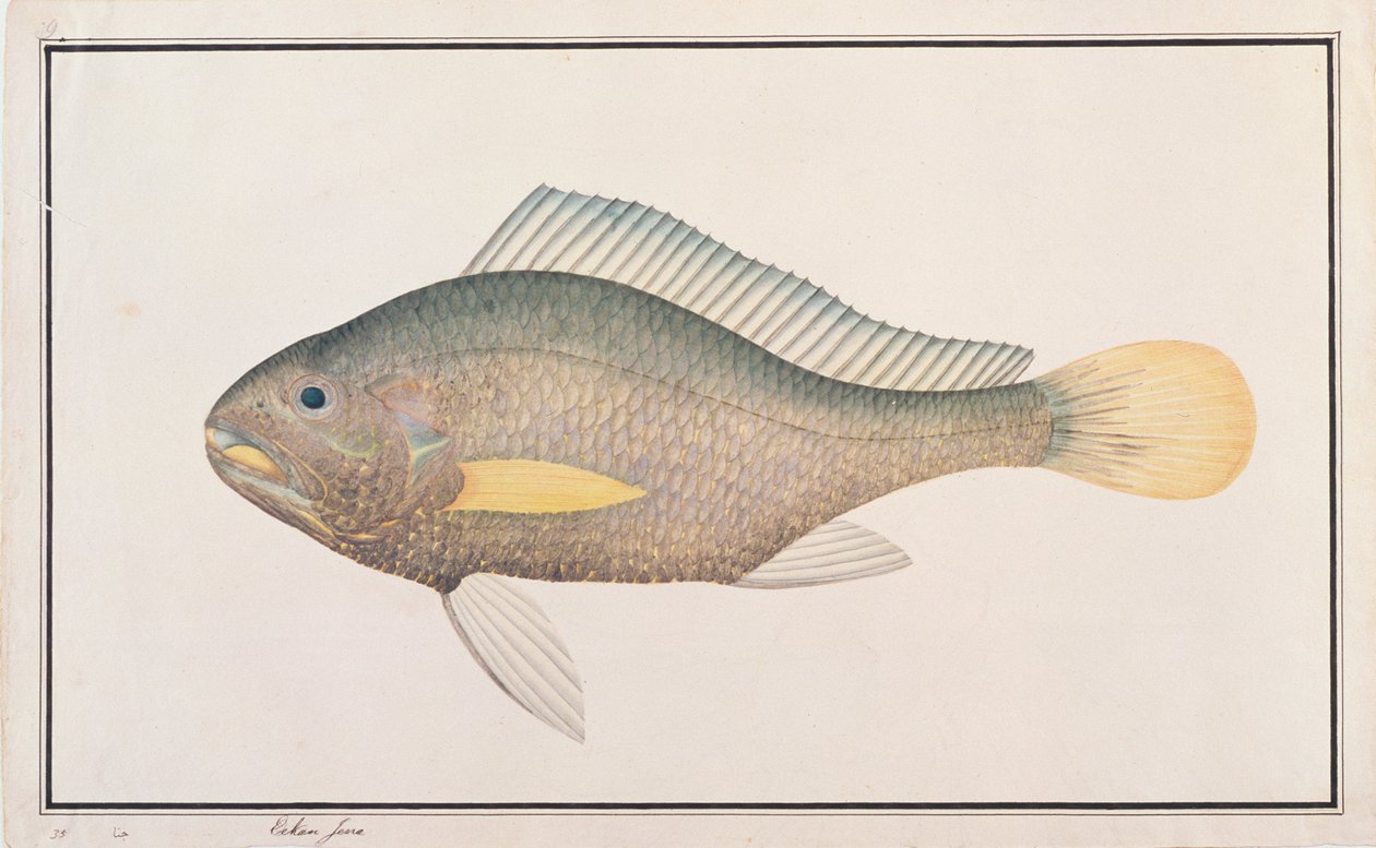 Pesce corvina, da Disegni di pesci di Malacca, c.1805-18 da Chinese School