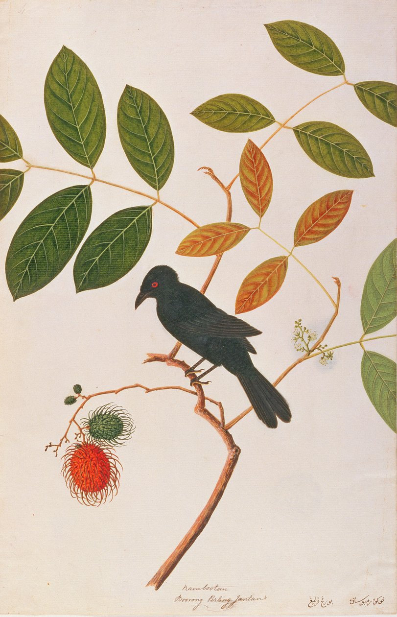 Drongo dal becco di corvo, da Disegni di uccelli di Malacca, c.1805-18 da Chinese School