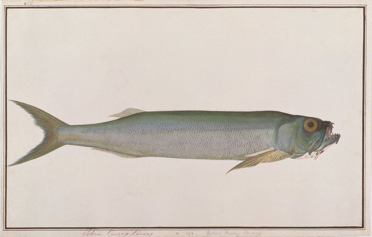 Pesce lupo dorab, da Disegni di pesci di Malacca, c.1805-18 da Chinese School