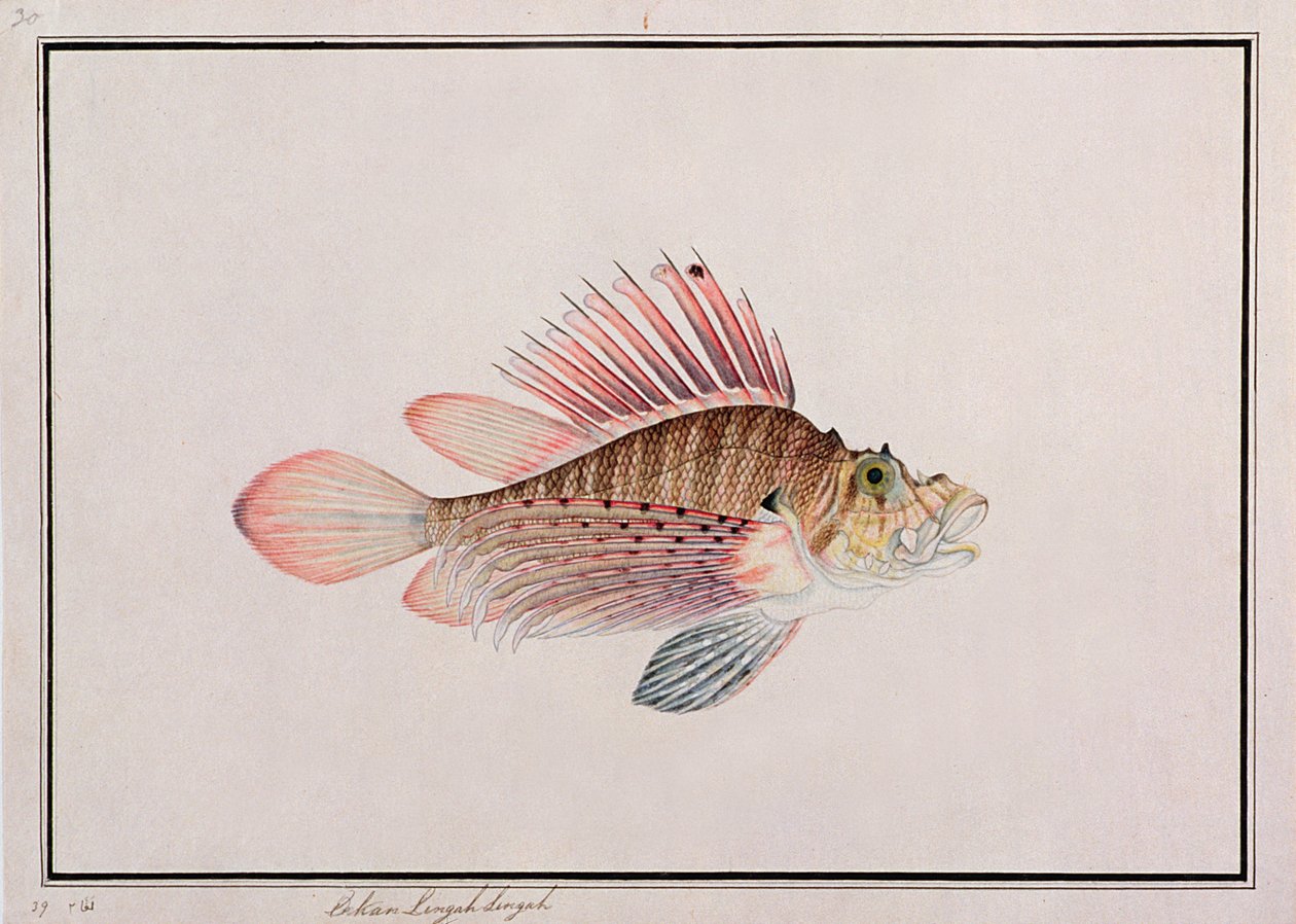 Eekan Linqah Singah, da Disegni di pesci di Malacca, c.1805-18 da Chinese School
