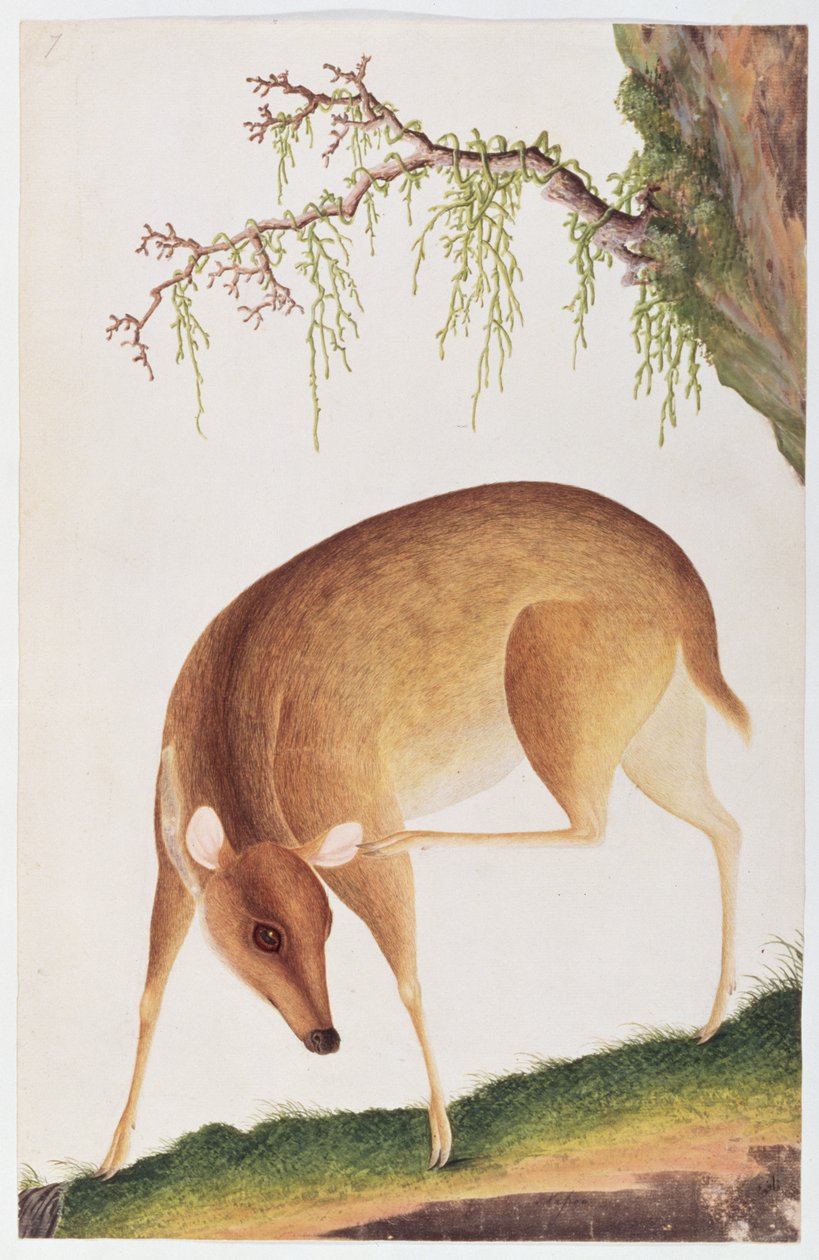 Cerbiatto, da Disegni di animali, insetti e rettili di Malacca, c.1805-18 da Chinese School
