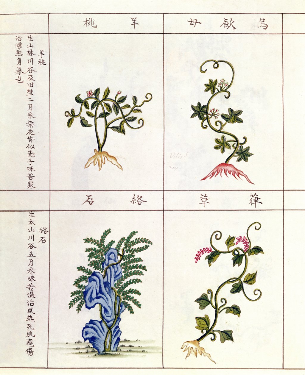 Quattro piante da un Pen Tsao, una raccolta di piante medicinali, XVIII-XIX secolo da Chinese School