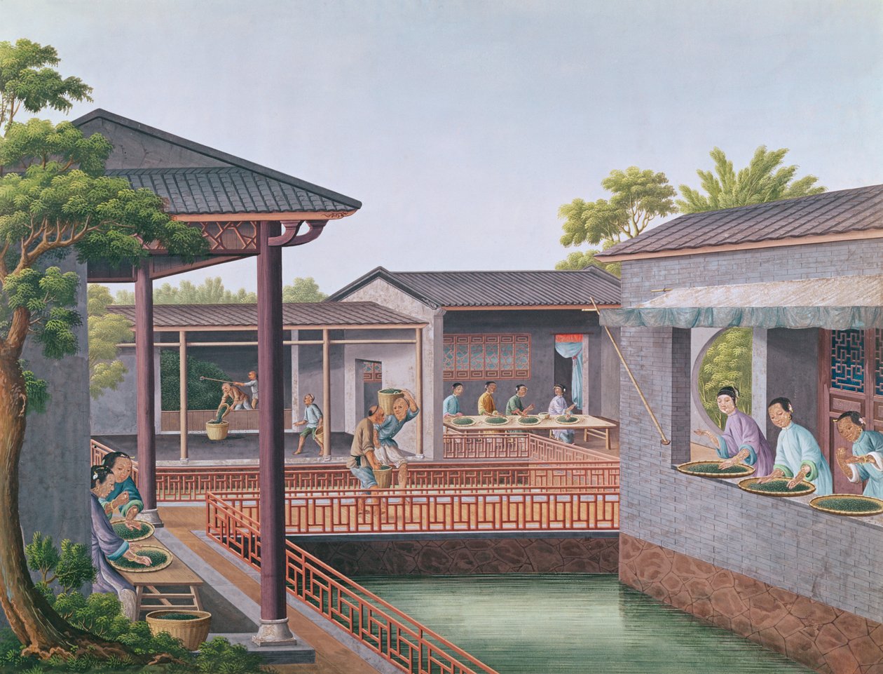 Classificazione del tè da Chinese School