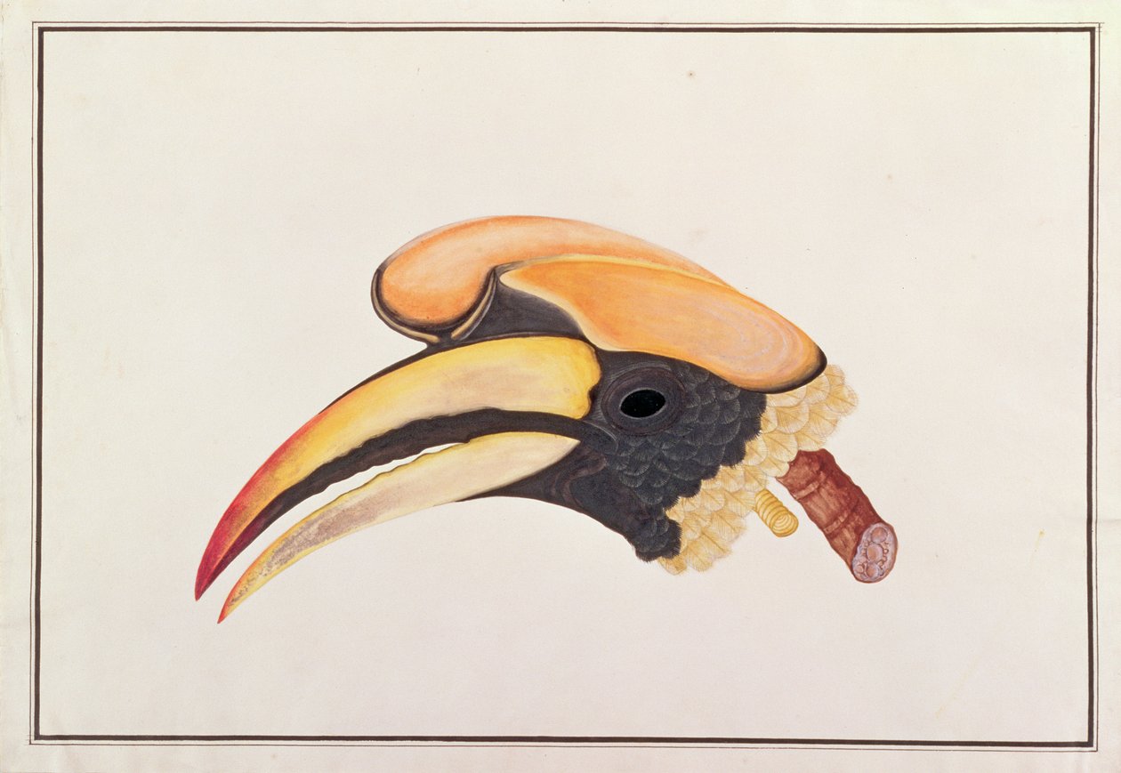 Grande Bucero, da Disegni di uccelli di Malacca, c.1805-18 da Chinese School