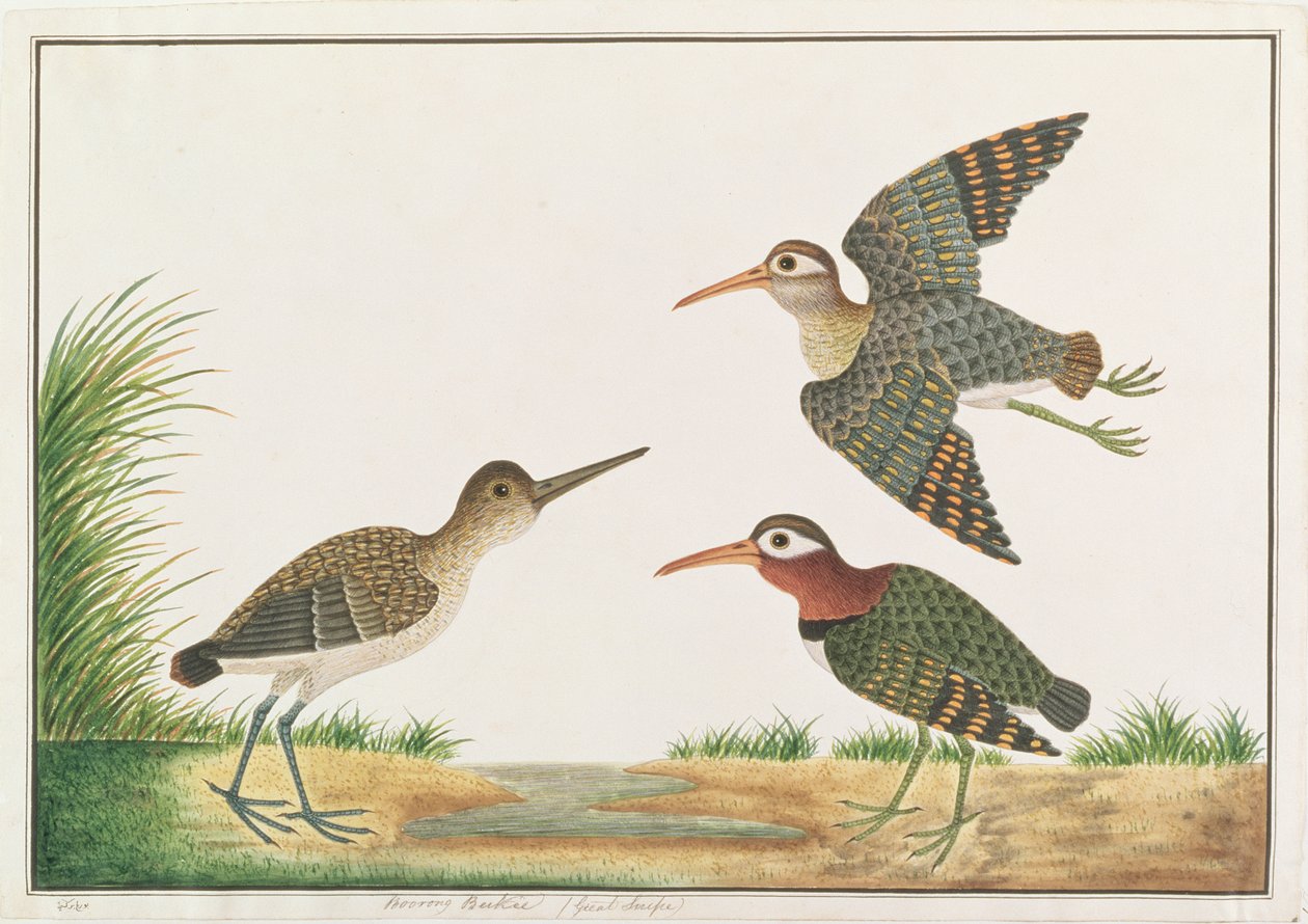 Beccaccino maggiore, da Disegni di Uccelli di Malacca, c.1805-18 da Chinese School