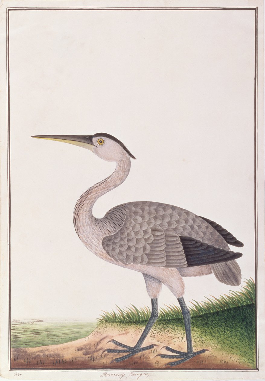Airone grigio, da Disegni di uccelli di Malacca, c.1805-18 da Chinese School