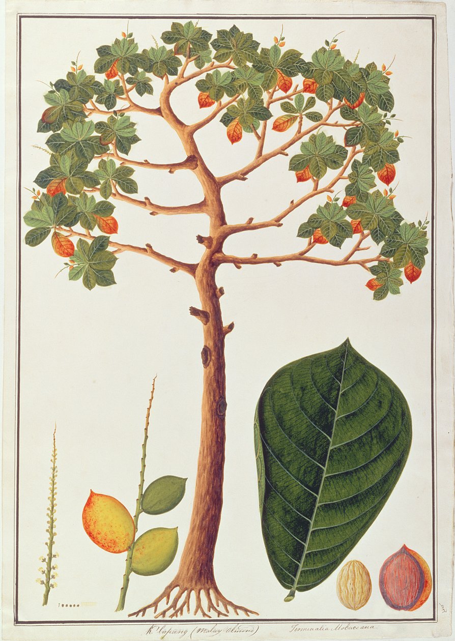 Klapang Terminalia Molucana o Mandorla Malese, da Disegni di Piante di Malacca, c.1805-18 da Chinese School