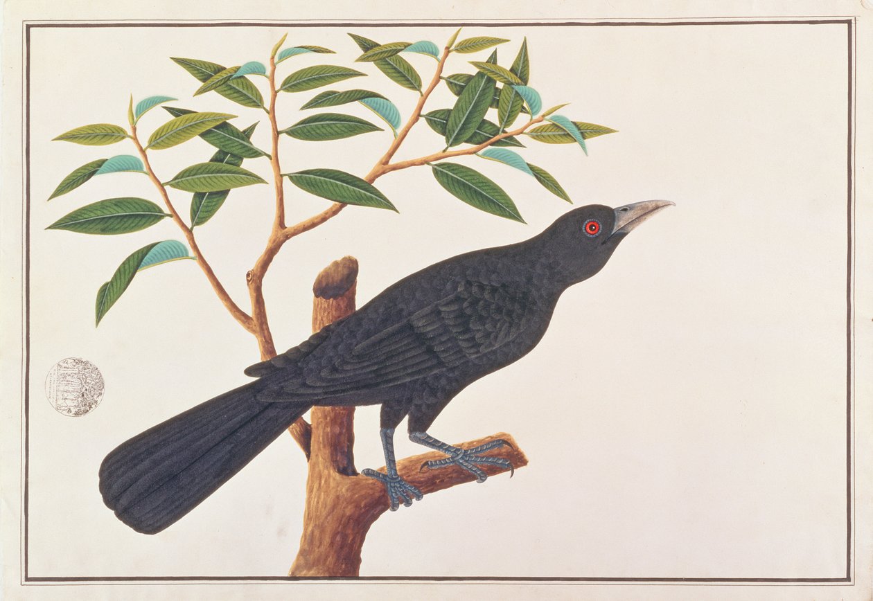Koel, da Disegni di Uccelli di Malacca, c.1805-18 da Chinese School