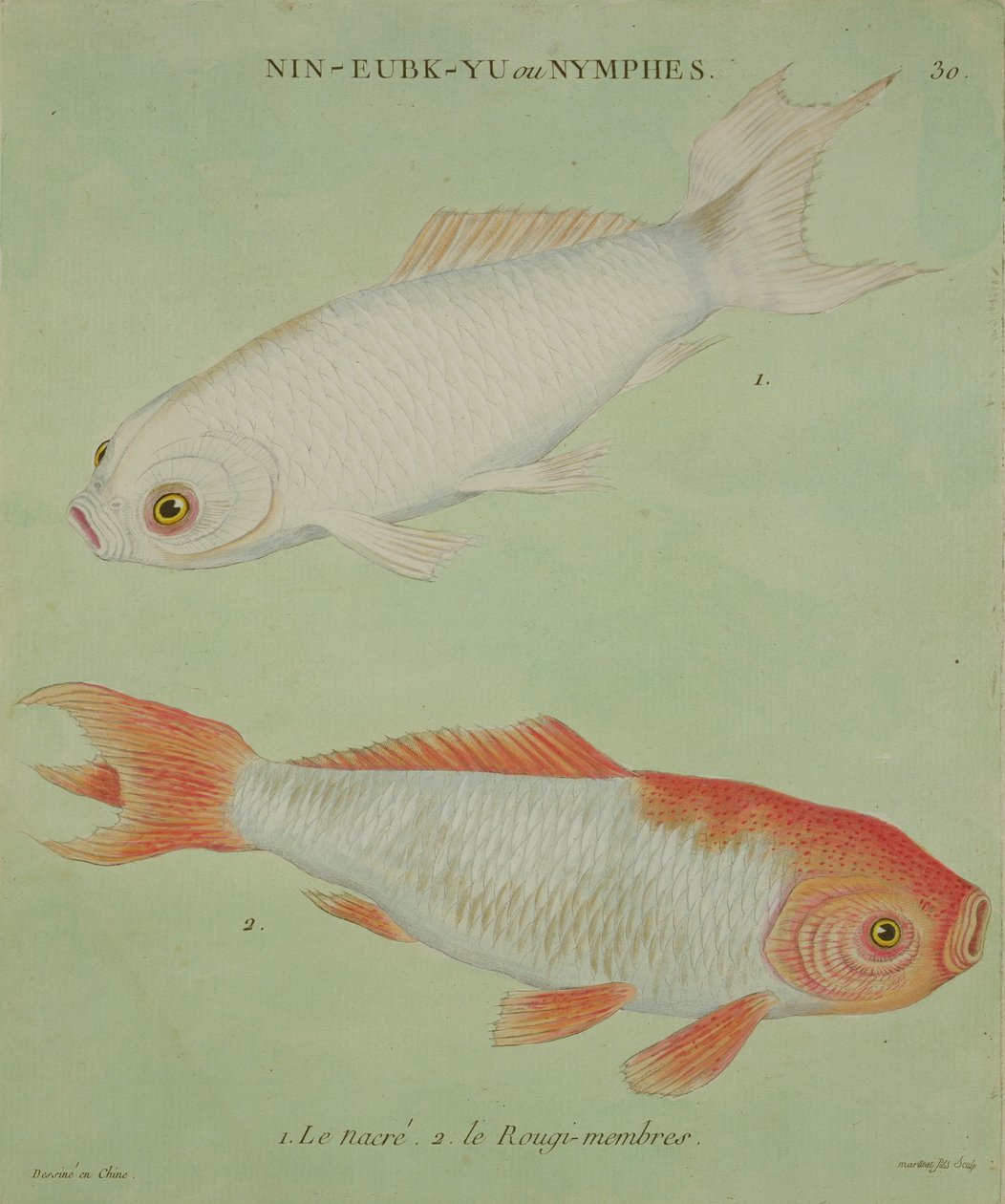Le Nacre, Le Rougi-Membres, inciso da Francois Nicholas Martinet da Chinese School