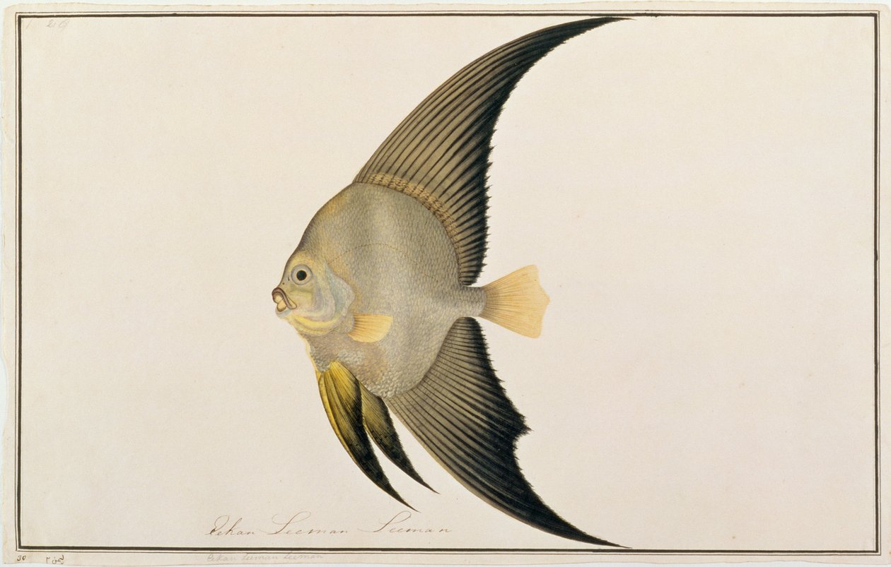 Pesce Pipistrello dalle Pinne Lunghe, da Disegni di Pesci di Malacca, c.1805-18 da Chinese School