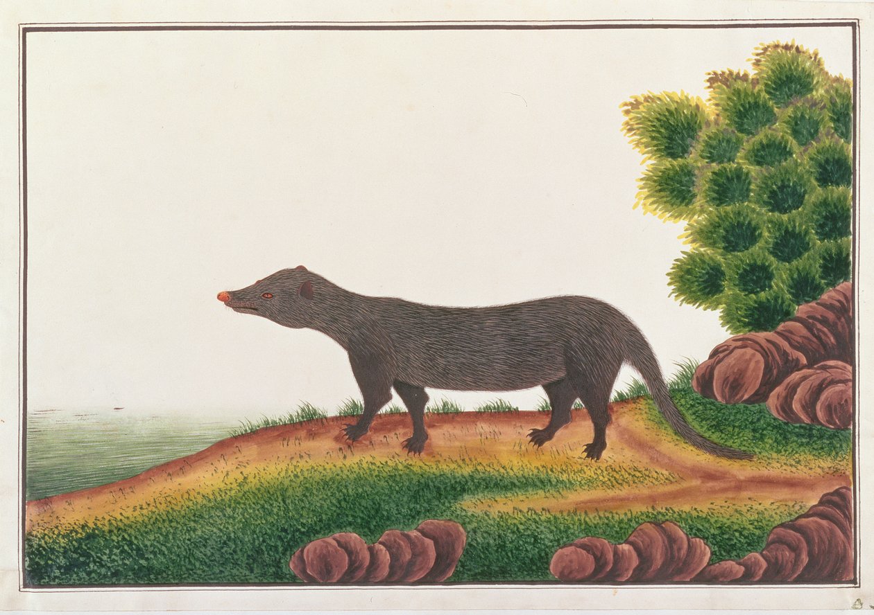Mangusta, da Disegni di animali, insetti e rettili di Malacca, c.1805-18 da Chinese School