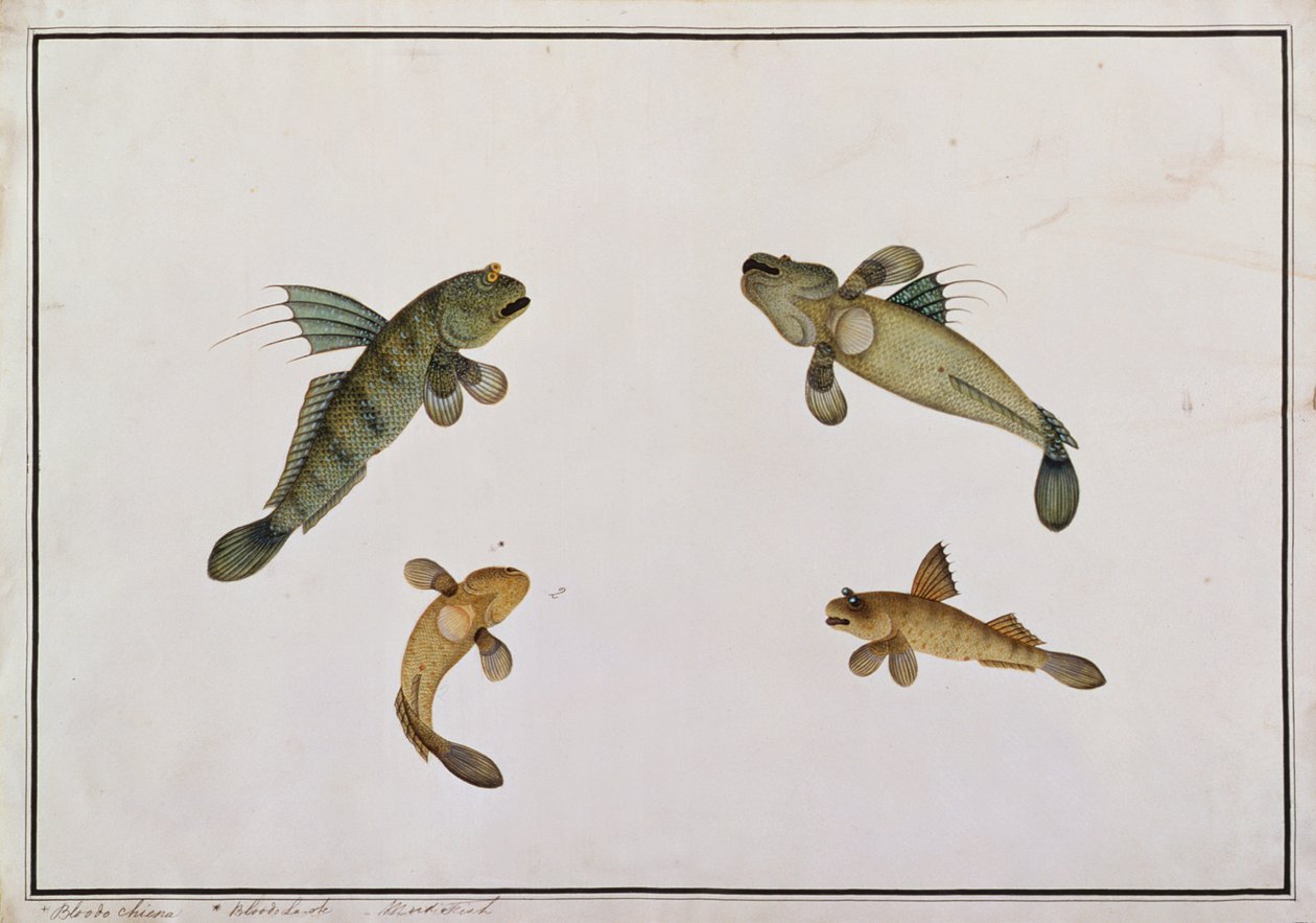 Pesce di fango, Bloodo chiena, Bloodo La-ore, da Disegni di pesci di Malacca, c.1805-18 da Chinese School