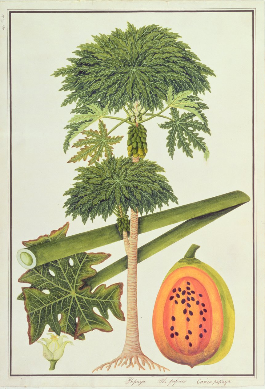 Papaya, da Disegni di Piante di Malacca, c.1805-18 da Chinese School
