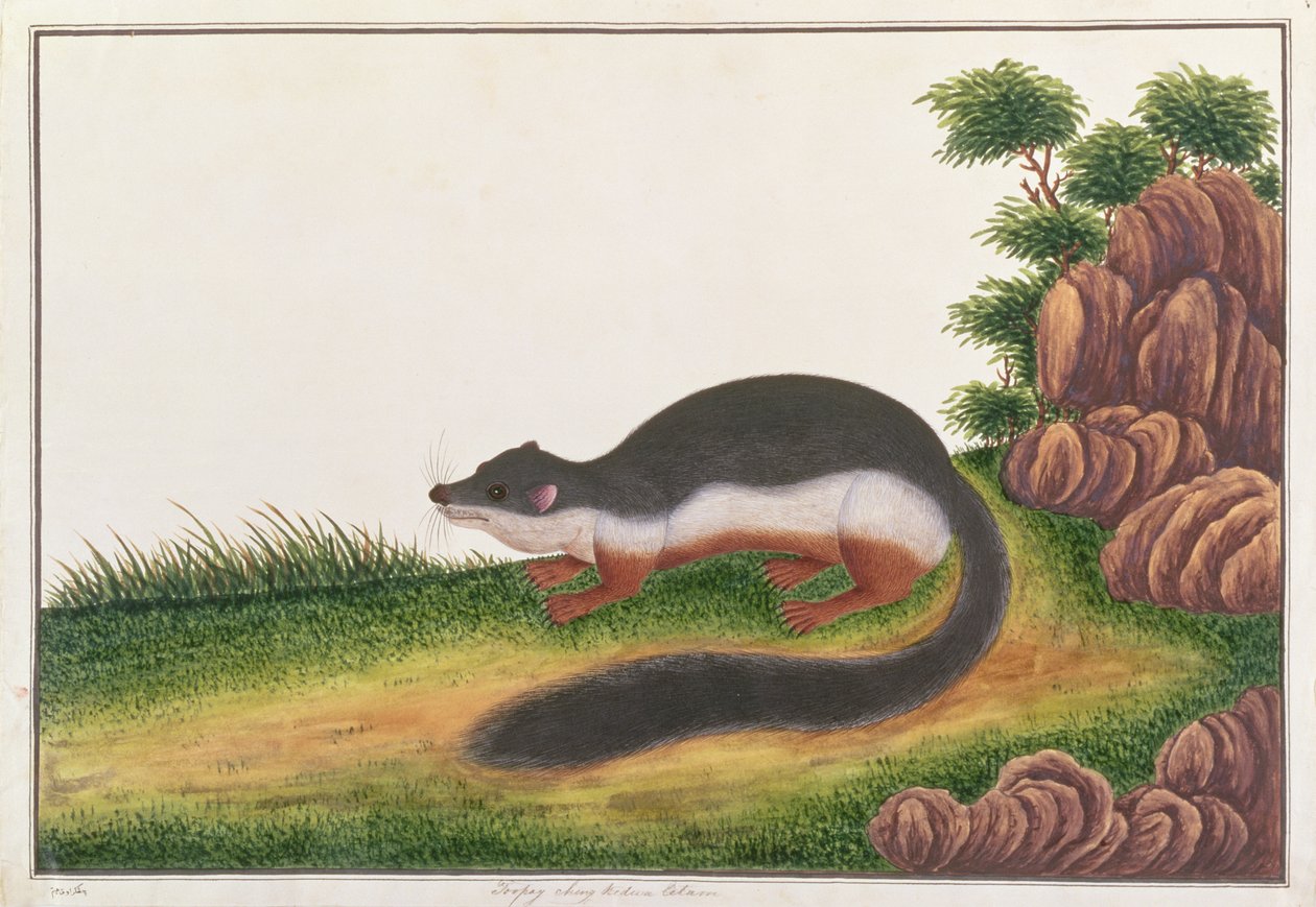 Scoiattolo di Prevost, da Disegni di animali, insetti e rettili di Malacca, c.1805-18 da Chinese School