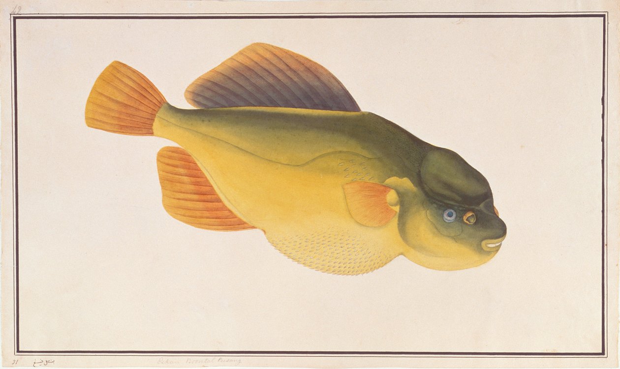 Pesce palla, da Disegni di pesci di Malacca, c.1805-18 da Chinese School