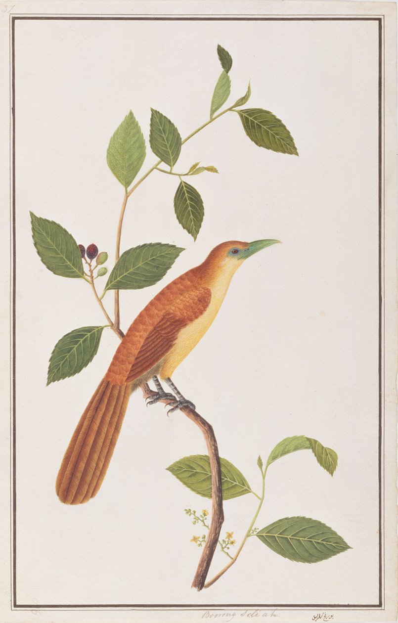 Malkoha di Raffles, da Disegni di Uccelli di Malacca, c.1805-18 da Chinese School