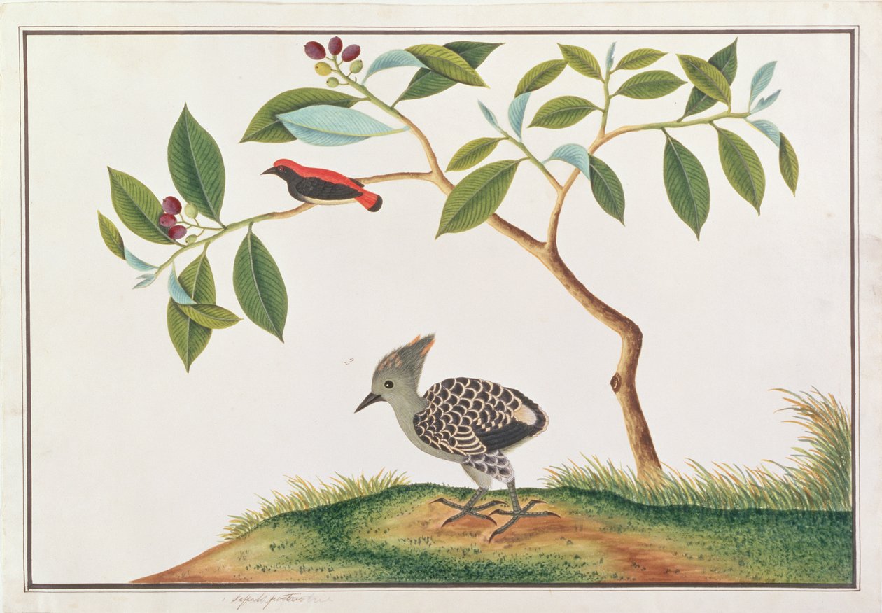 Flowerpecker dalla Schiena Scarlatta con Picchio Grigio e Buff, da Disegni di Uccelli di Malacca, c.1805-18 da Chinese School