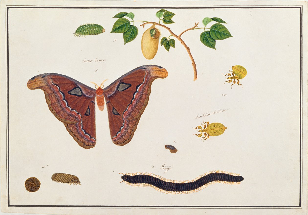 Sei artropodi, da Disegni di animali, insetti e rettili di Malacca, c.1805-18 da Chinese School