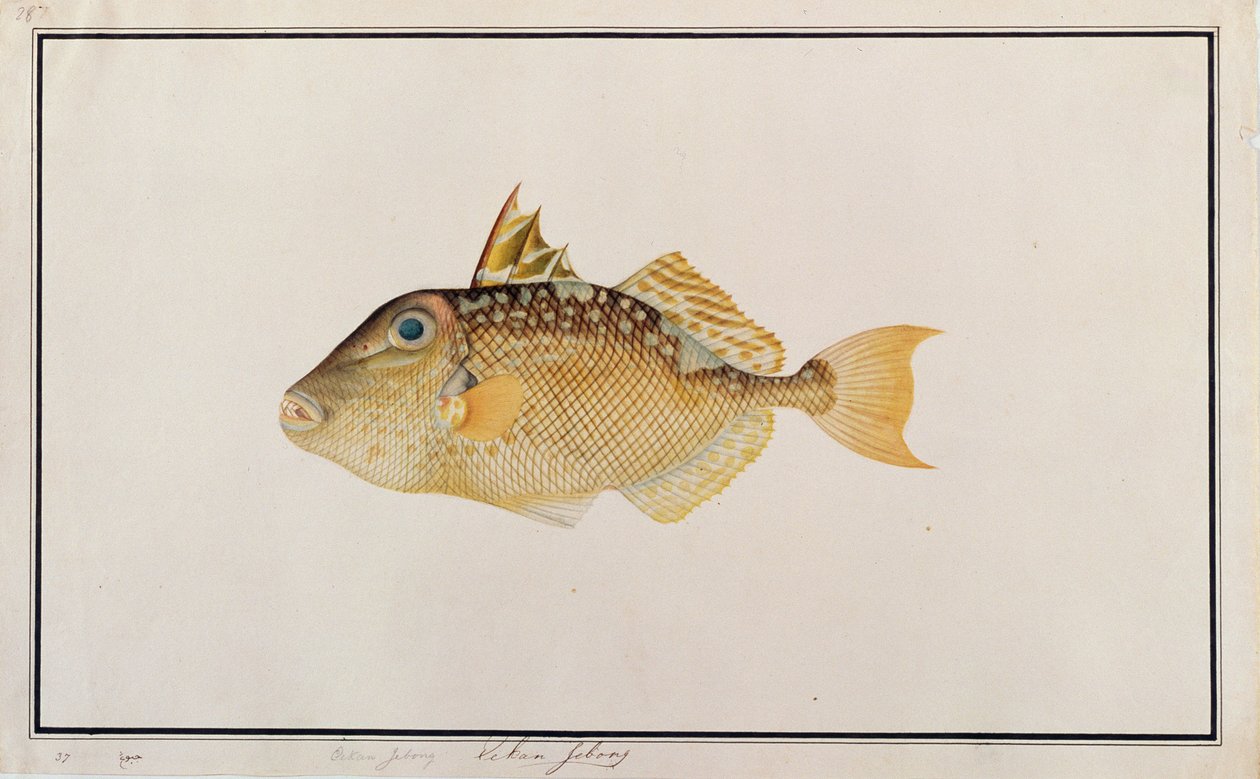 Pesce Balestra Stellato, da Disegni di Pesci di Malacca, c.1805-18 da Chinese School