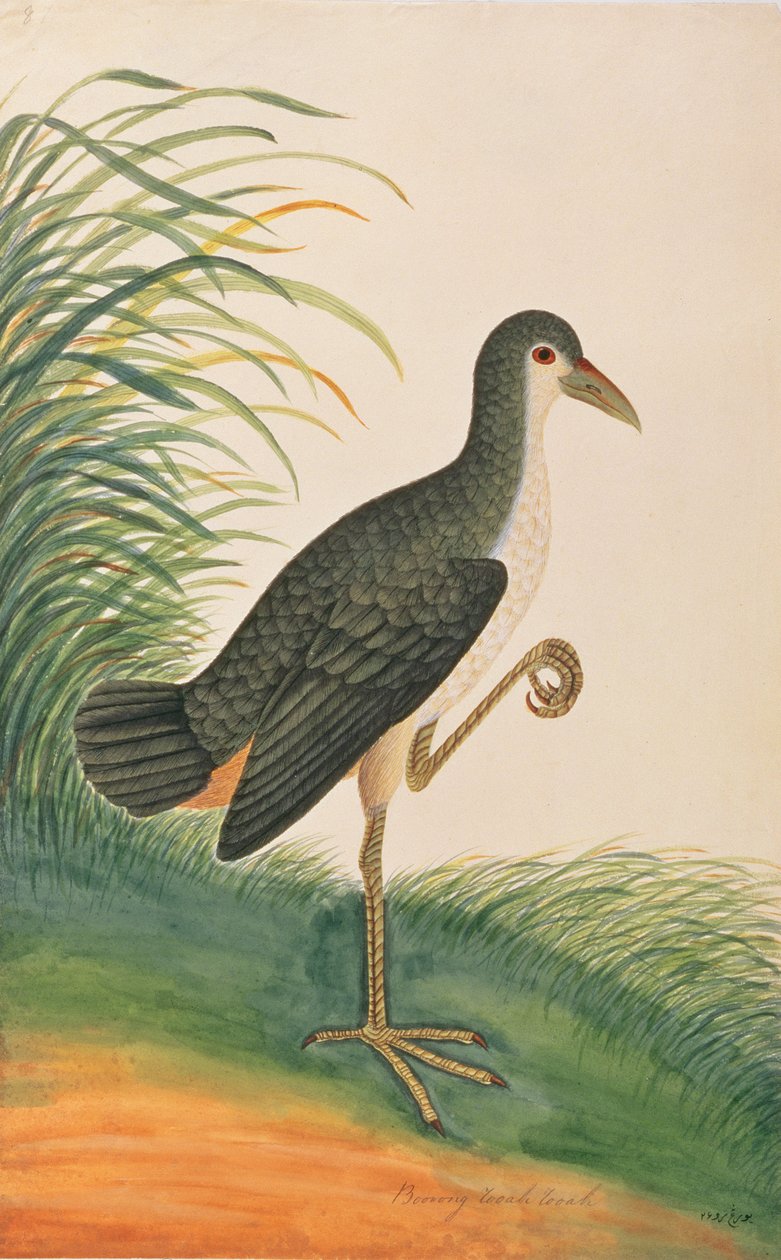Gallinella d