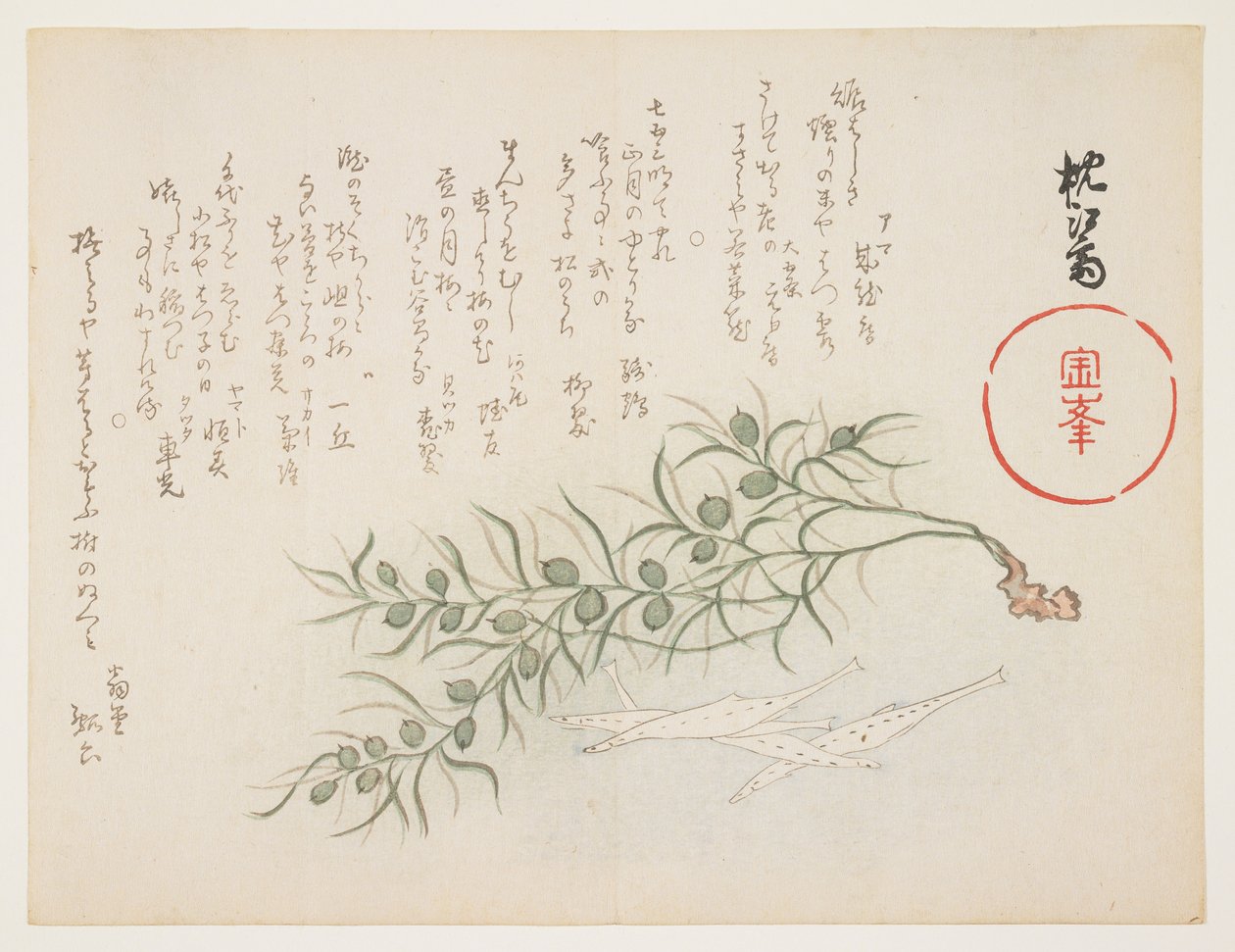 Piccolo pesce bianco e erba acquatica da Chinksai