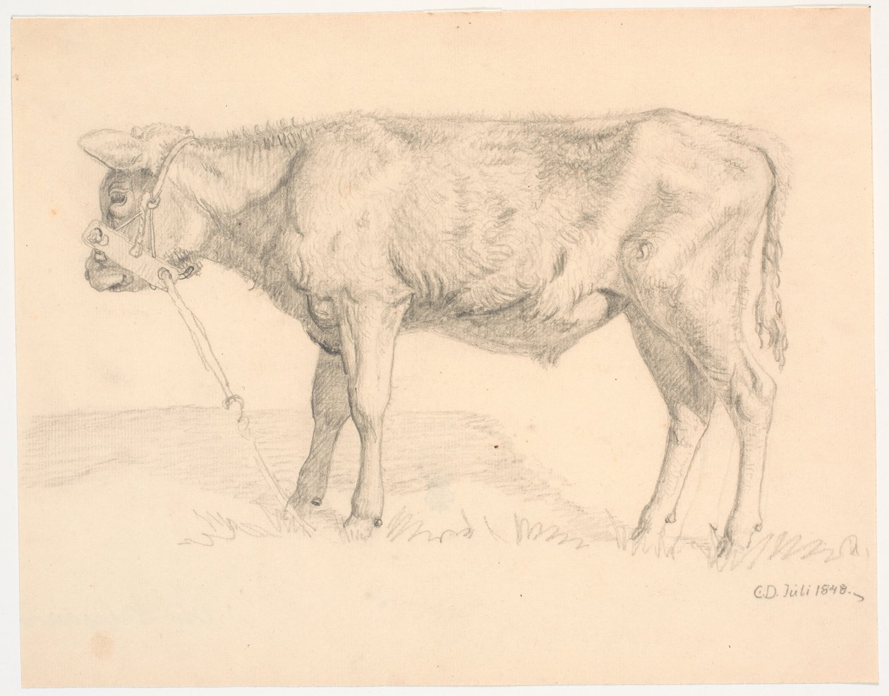 Un vitello da Christen Dalsgaard