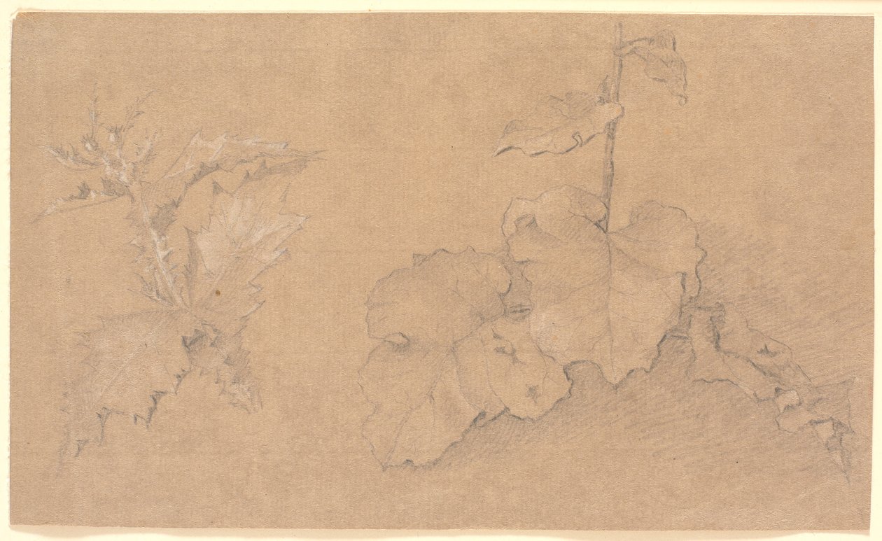 Studi di piante da Christen Købke