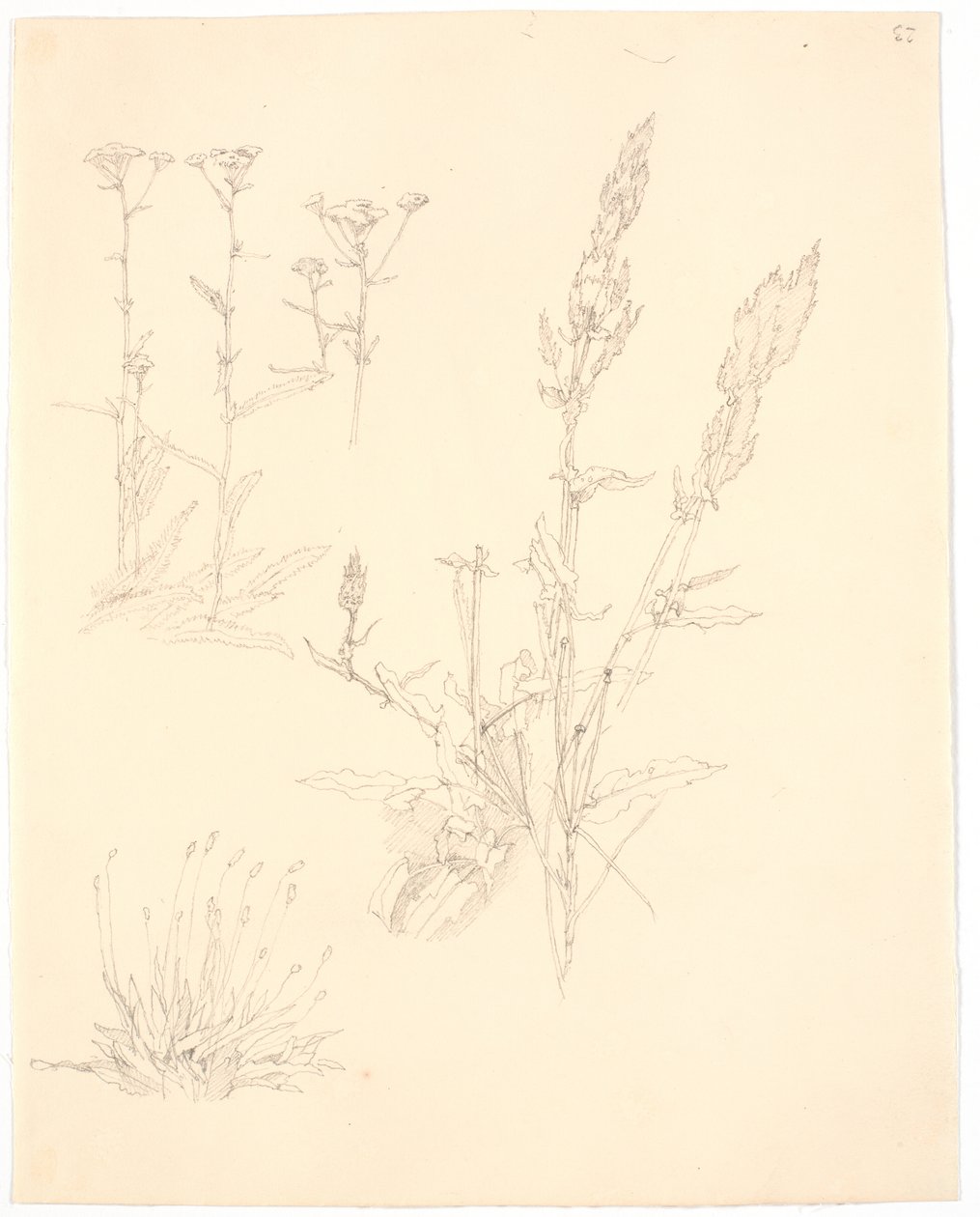 Studi di piante da Christen Købke
