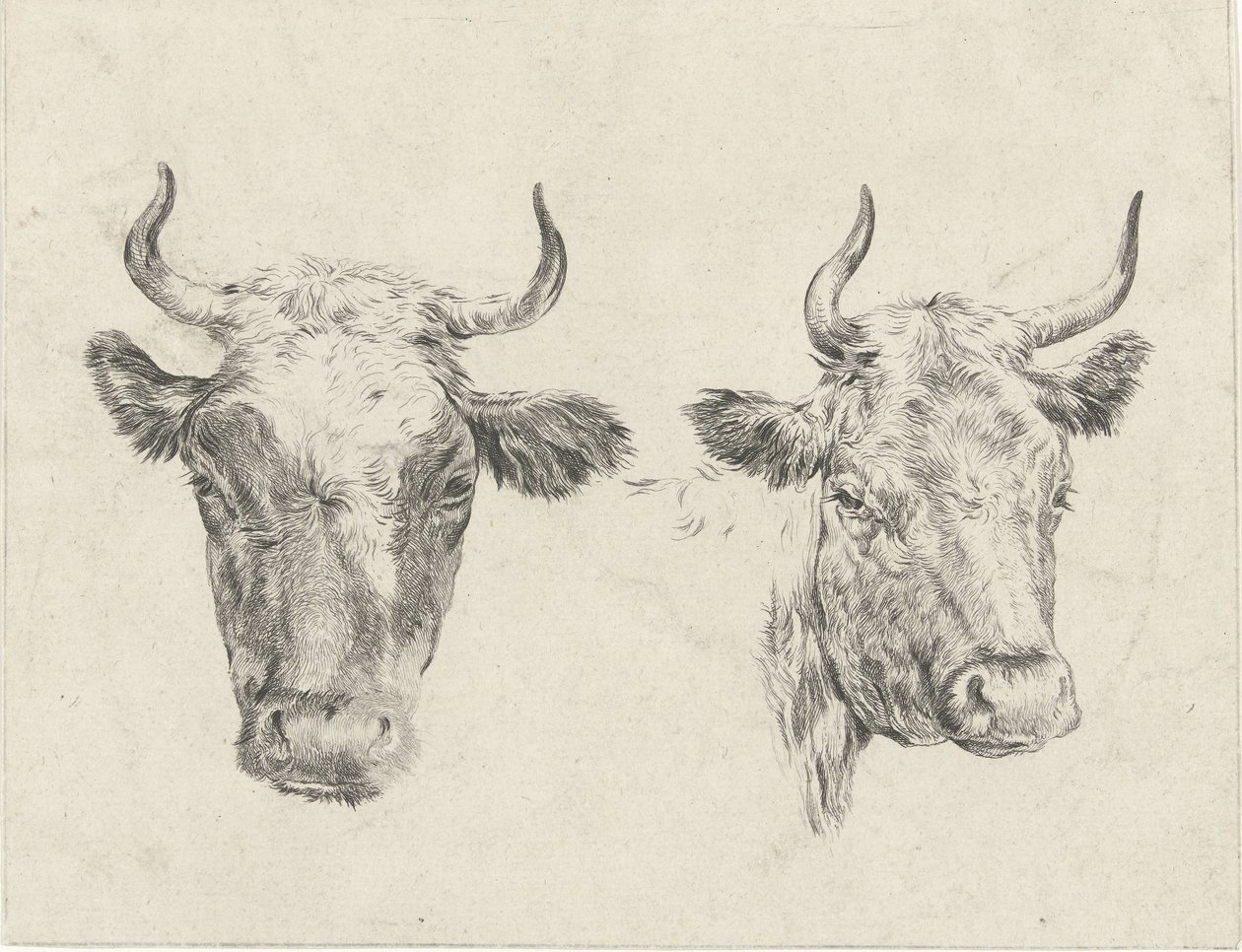 Due teste di mucca da Christiaan Godfried Schutze van Houten