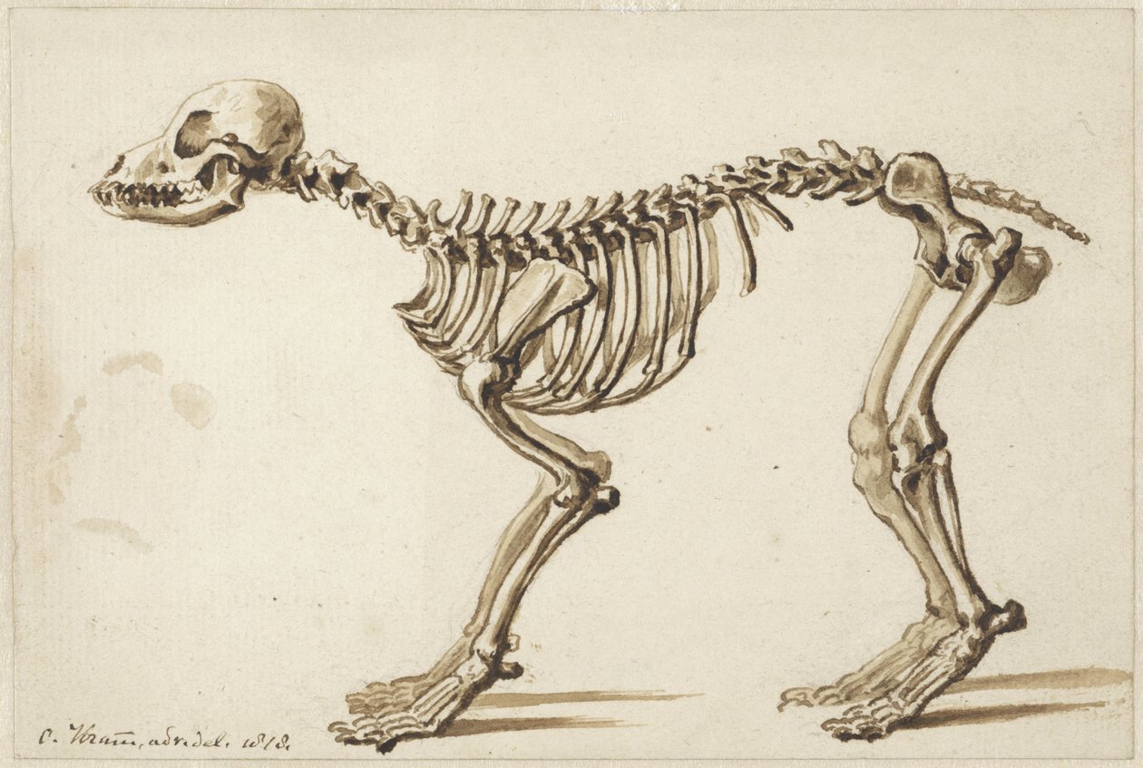 Scheletro di un cane di lato da Christiaan Kramm