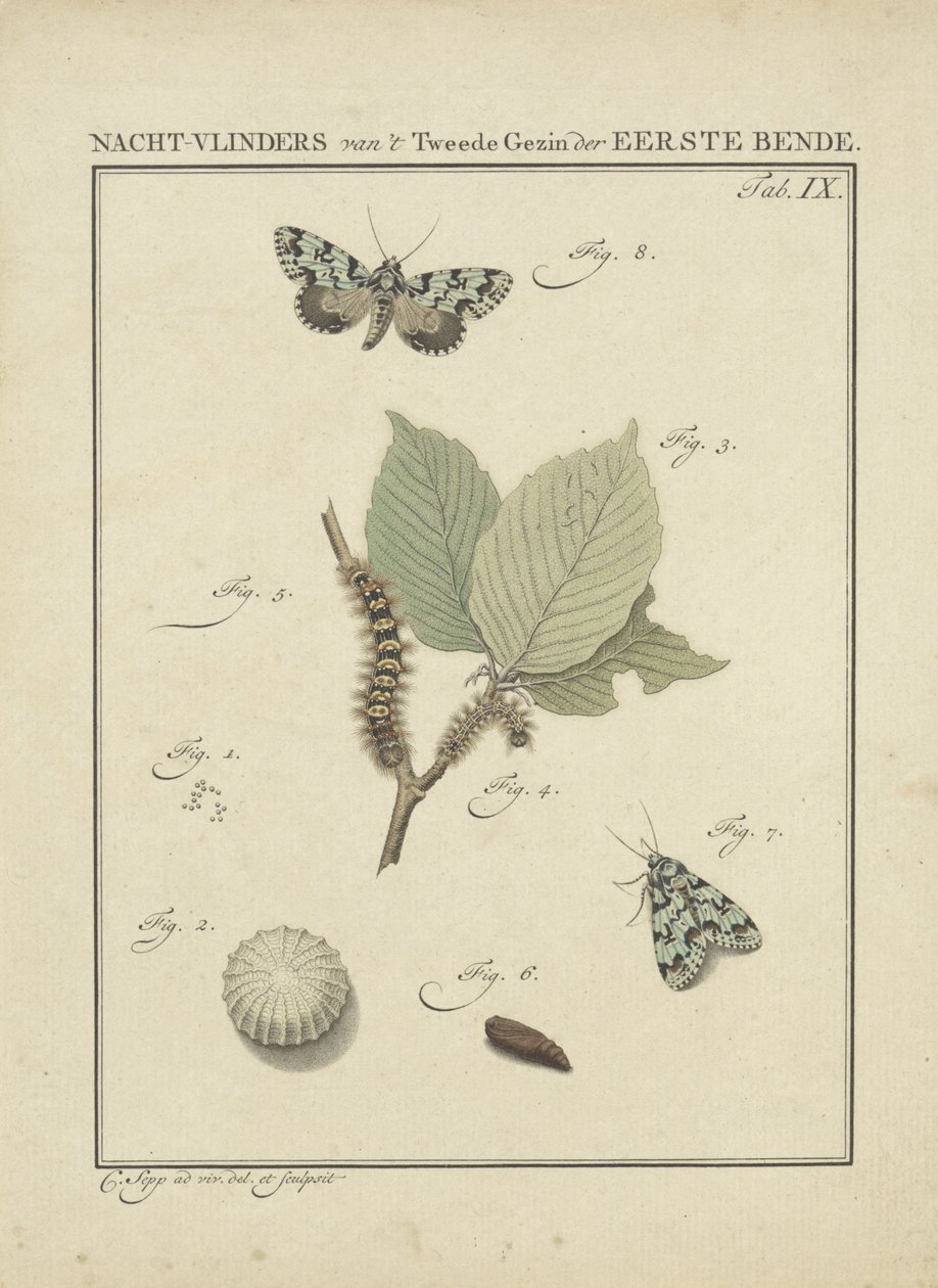 Farfalle notturne da Christiaan Sepp