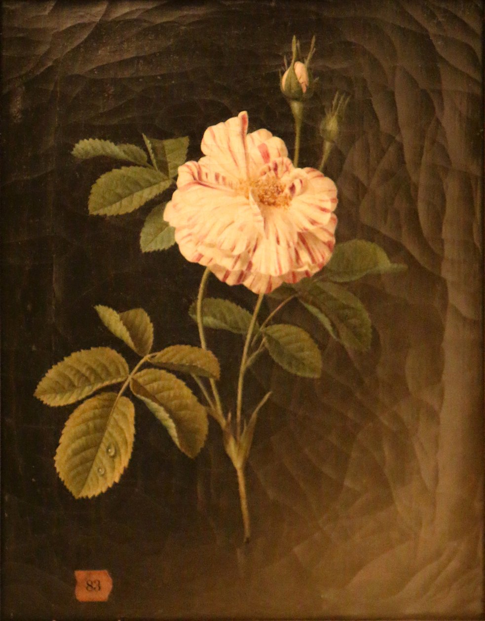 Studio di uno stelo di rosa variegato da Christiaan van Pol