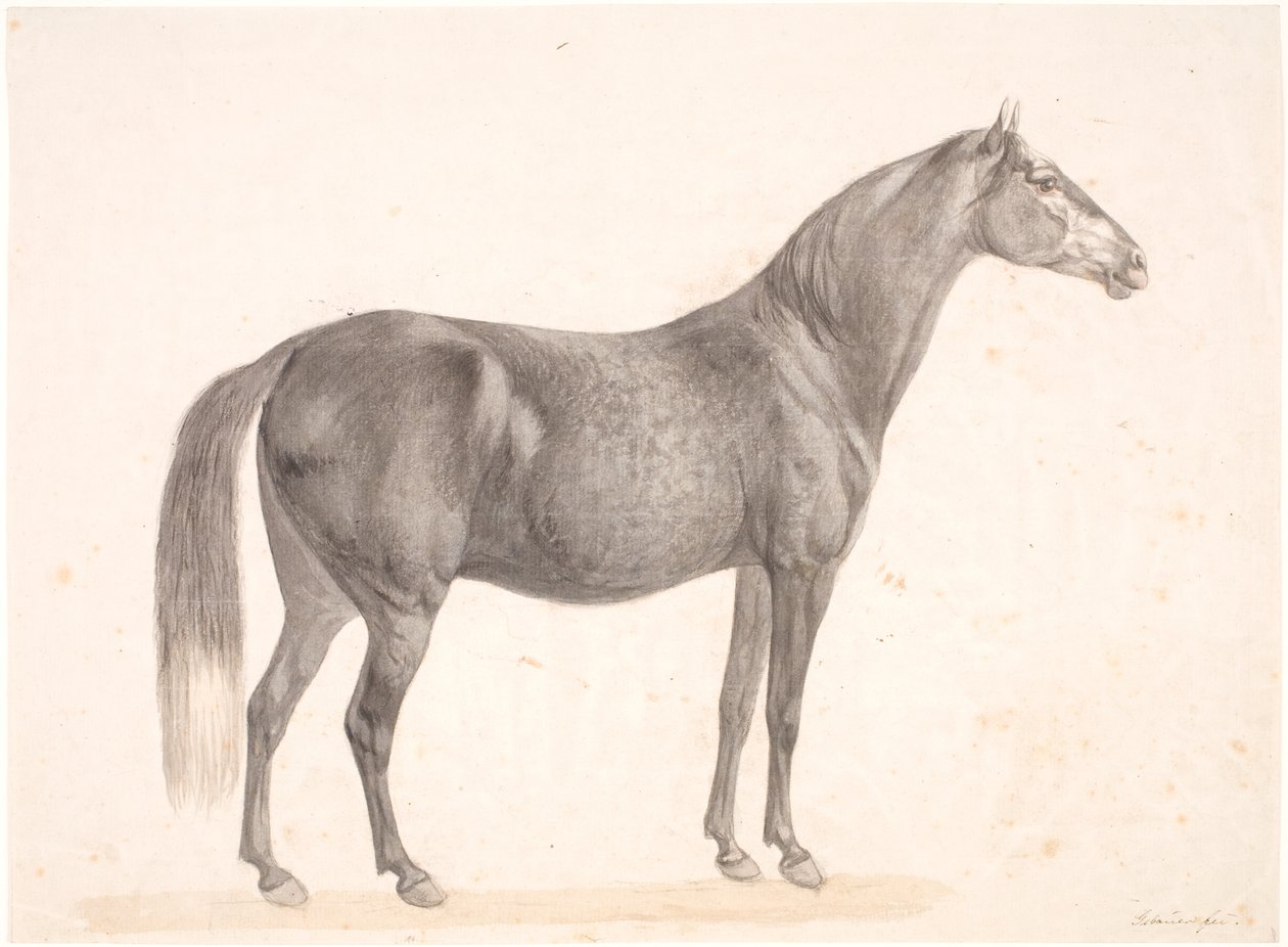 Cavallo nero da Christian David Gebauer