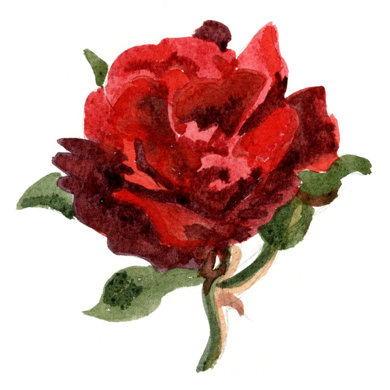 Red Rose, 2011 (acquerello su carta) da Christian Furr