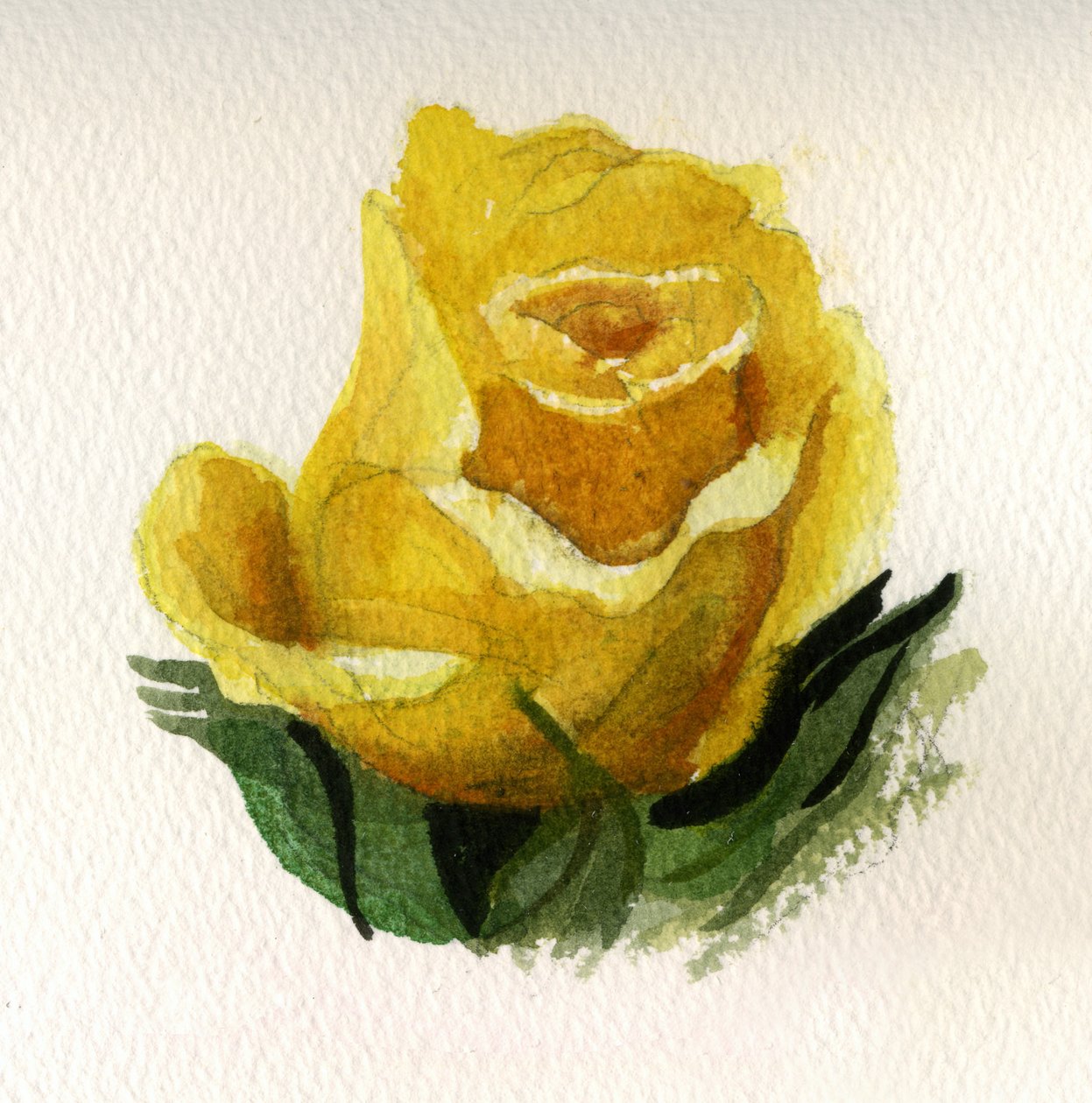 Rosa gialla, 2009 (acquerello su carta) da Christian Furr
