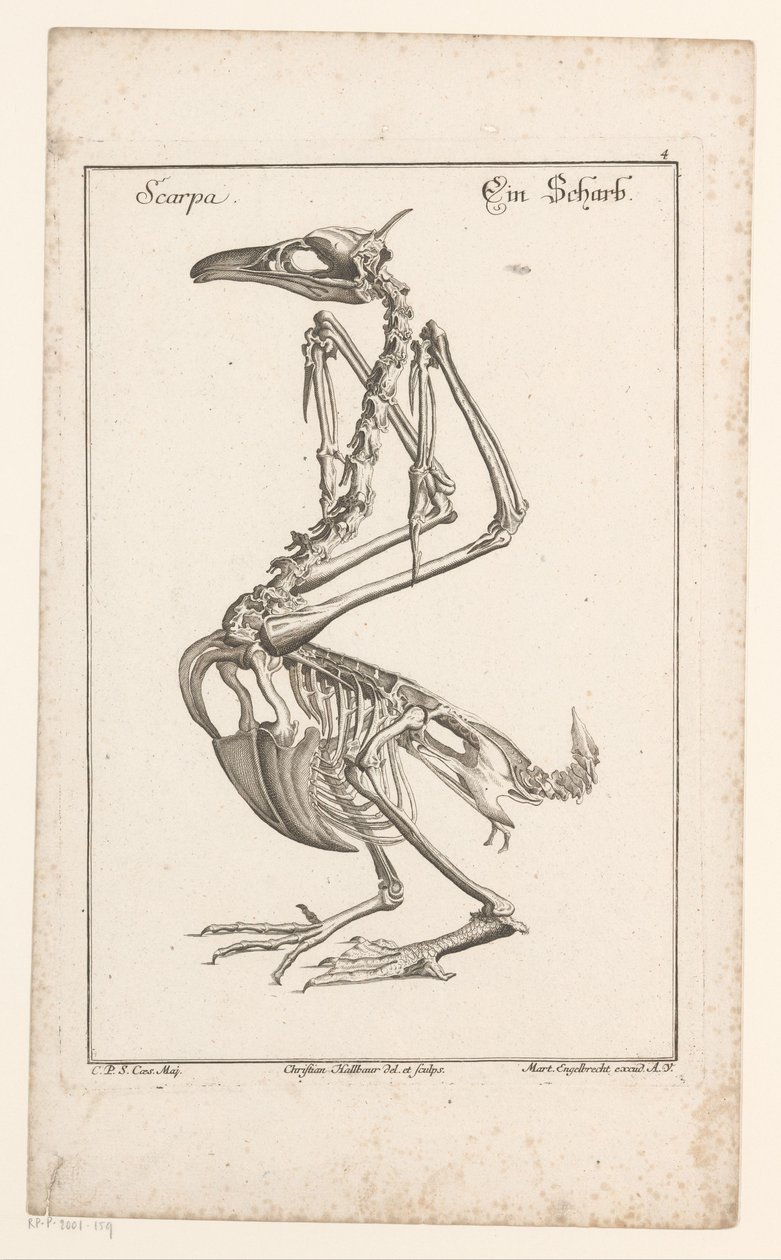 Scheletro di un cormorano da Christian Hallbaur