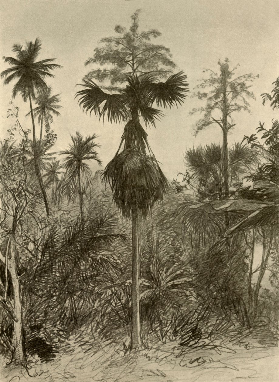 Palma Talipot dopo la fioritura, Ceylon, 1898 da Christian Wilhelm Allers