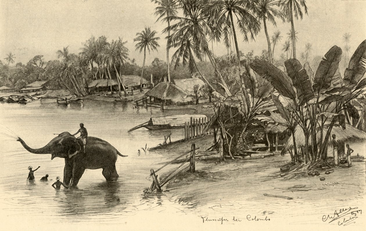 Lavaggio di un elefante nel fiume, Colombo, Ceylon, 1898 da Christian Wilhelm Allers