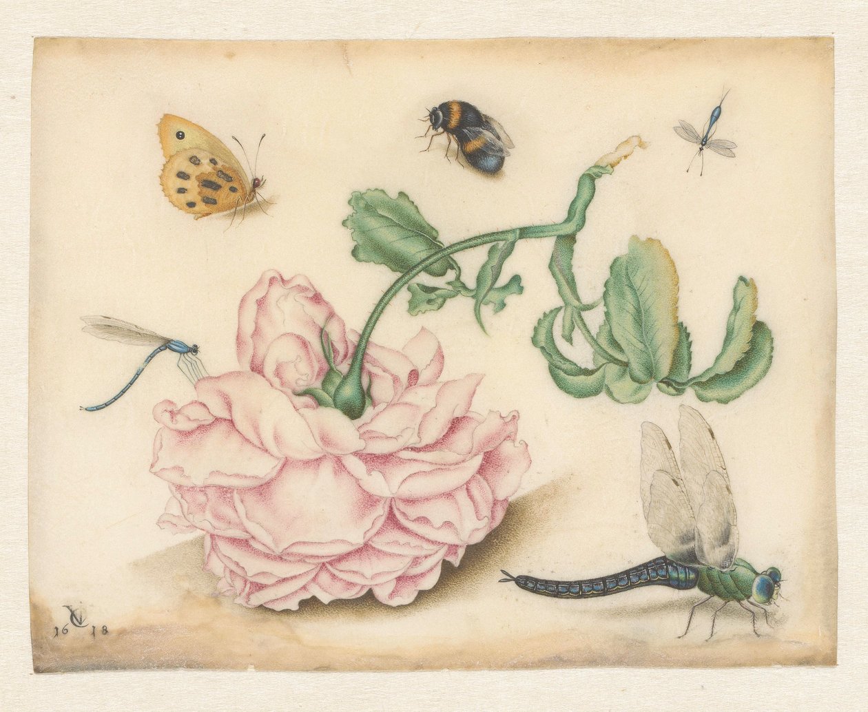 Una rosa e cinque insetti da Christoffel van den Berghe